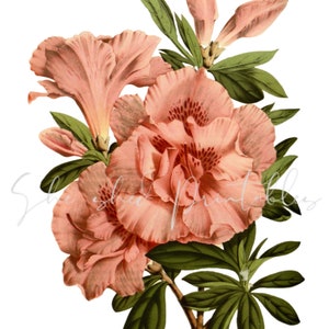 Southern indica azalea Flowers Digital Download, Image, Printable, Clipart, DIY Crafts, Flowering Plant, PNG, JPG, Wall Art, Pink Flower