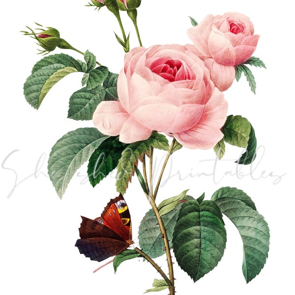Pink Cabbage Rose with Butterfly Digital Download, Vintage, DIY Crafts, Flower Design, Botanical, Digital Image, Instant Download, 1700's