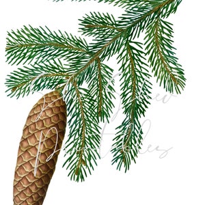May include: A close-up of a pine branch with a brown pine cone. The pine needles are green and the cone is textured.