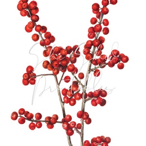 Winterberry Branches, 10 Bundles, 22-30