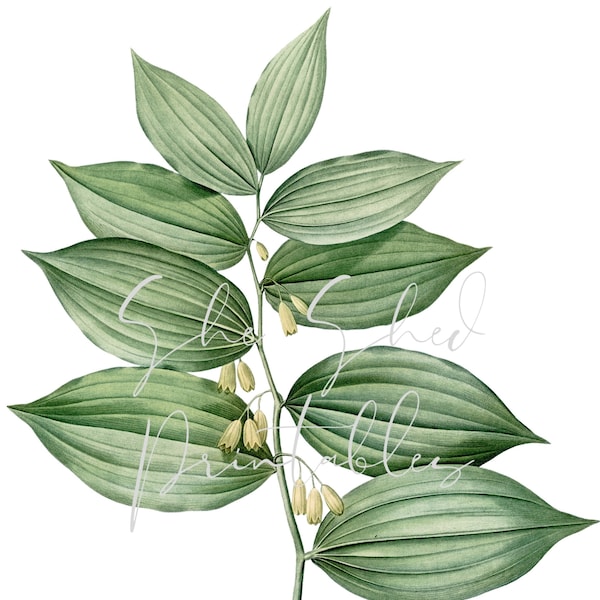 King Solomon's Seal AKA Polygonatum Botanical Digital Download, Image, Vintage Clipart DIY Crafts Plant, 1800's, Illustration