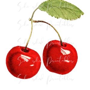 Red Cherries Digital Download, Vintage, Clipart, DIY Crafts, Fruit Design, Food, PNG, JPG