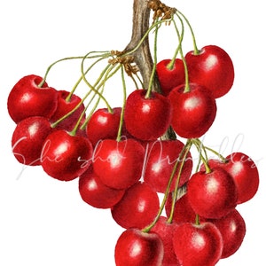 May include: A bunch of bright red cherries hanging from a branch. The cherries are clustered together and have a glossy finish.