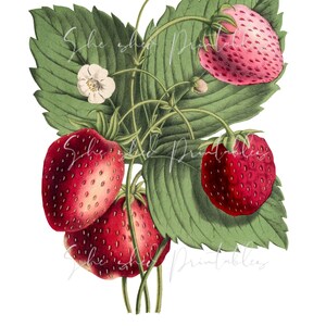 Download digitale di fragole disegnate a mano, vintage, clipart, artigianato fai-da-te, design della frutta, pianta di fragole, vintage