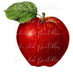 Apple Illustration Digital Download, Image, Vintage, Printable, Clipart, DIY Crafts, Plant, Botanical, Fruit, Early 1900's