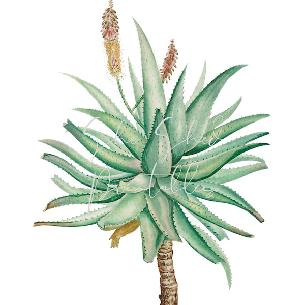 Aloe Vera Plant Illustration Digital Image, Download, Vintage 1700's DIY Crafts, Flower Design, Plant, Botanical, Herb, Medicinal