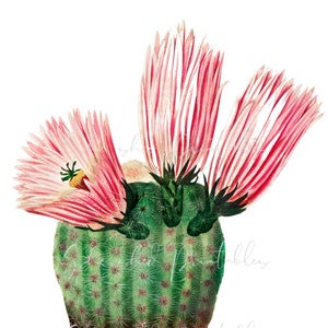 Rainbow Cactus, Botanical Digital Download, Image, Vintage, Printable, Clipart, DIY Crafts, Flowering Plant, 1800&#39;s
