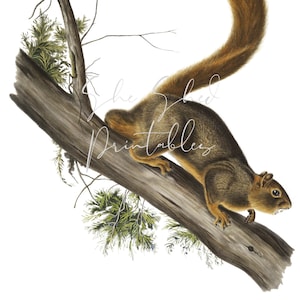 May include: A brown squirrel with a bushy tail is perched on a tree branch. The squirrel is looking to the right, and its fur is a mix of brown and gray. The tree branch is brown and has green leaves.