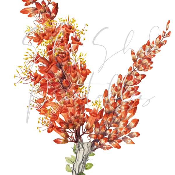 Ocotillo desert plant Digital Image, Download, Vintage 1900's DIY Crafts, Flower Design, Orange Flower,  Botanical, Spring, Floral