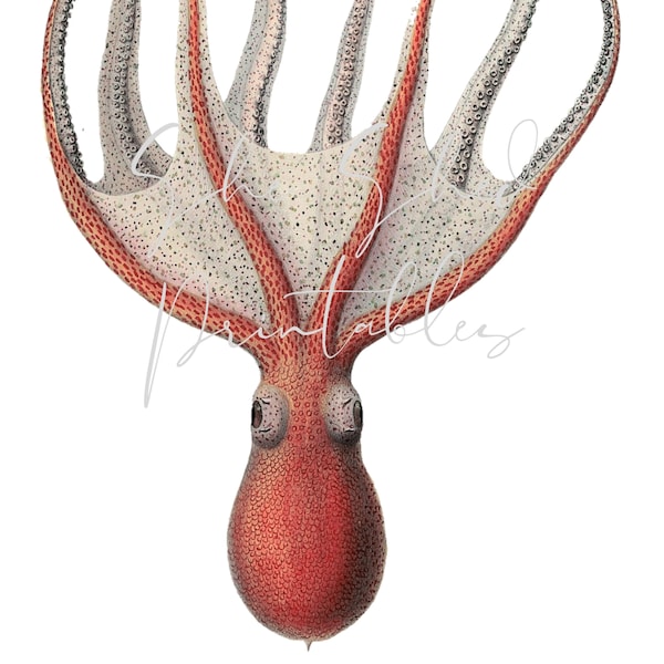 Octopus Illustration, Digital Image, Instant Download, Clipart, PNG, JPG, Zoology, Sea Creature, Marine Life,  Ocean, Sea, 19th Century