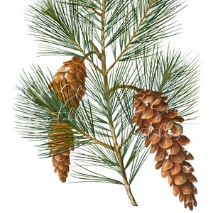 May include: A close-up of a pine branch with three brown pine cones. The pine needles are green and the cones are detailed with brown scales.
