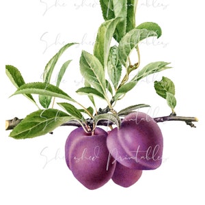 Purple Plum Digital Download, Printable, Vintage, Clipart, DIY Crafts, Fruit Design, Food, PNG, JPG, Illustration