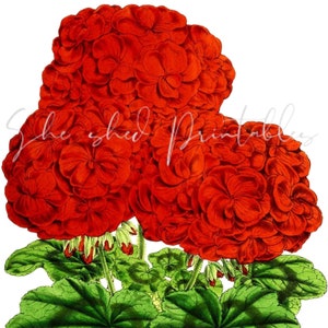 Puede incluir: Ilustración botánica vintage de una vibrante flor de geranio rojo con hojas verdes. La imagen presenta los pétalos y el follaje de la flor, ideal para impresiones de arte floral y decoración del hogar. El texto "She Shed Printables" es visible.
