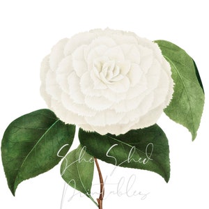 White Camellia Digital Download, Vintage, DIY Crafts, Flower Design, Blossom, Bloom, Botanical, White flower, Instant Download