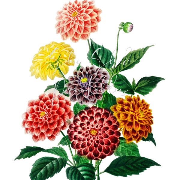 Dahlia Illustration Digital Download, Image, Vintage, Printable, Clipart, DIY Crafts, Flowering Plant, 1800's, PNG, JPG, Wall Art, Floral