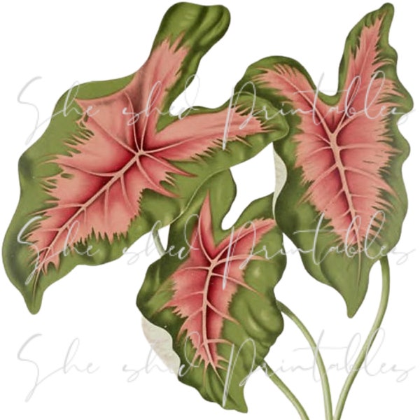 Common Caladium Leaves Digital Download, Vintage, Leaf Clipart, DIY Crafts, Plant, Botanical, foliage, PNG, JPG, Instant Download