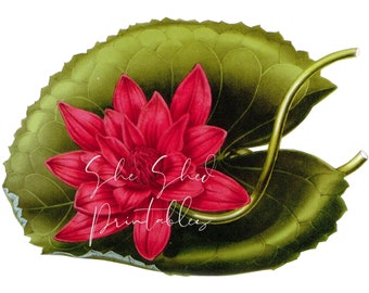 Lily Pads Clipart Etsy Lily Pads Clipart Etsy