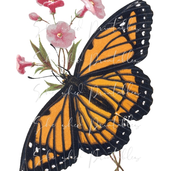 1800's Monarch Butterfly Fliower Design Digital Download, Vintage, DIY Crafts, Clipart, Printable, Downloadable, JPG PNG, Wall Art