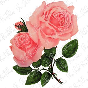 Pink Roses Digital Download, Vintage, DIY Crafts, Flower Design, Blossom, Bloom, Botanical, Digital Image, Instant Download, 1800&#39;s