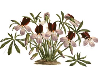 Bird's Foot Violet Illustration Digital Image, Instant Download, Vintage 1800's, DIY Crafts, PNG, JPG, Plant, Botanical, Flower Clipart