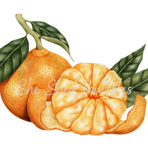 Tangerine/Orange Digital Download, Image, Vintage, Printable, Clipart, DIY Crafts, Plant, Botanical, Fruit, Branch