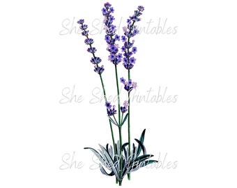 Lavender, Clipart Digital Download, Image, Vintage, Clipart, DIY Crafts, Flowering Plant, PNG, JPG, Wall Art, Instant Download