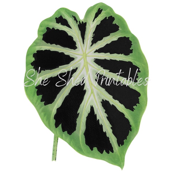 Green Alocasia leaf Digital Download, Image, Vintage Clipart DIY Crafts, Plant, 1800's, Botanical, Tree Leaf, PNG, JPG, Wall Art