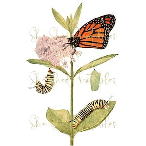 1800&#39;s Monarch Butterfly Flower Design Digital Download, Vintage, DIY Crafts, Clipart, JPG PNG, Wall Art, Butterfly Clipart, Caterpillar