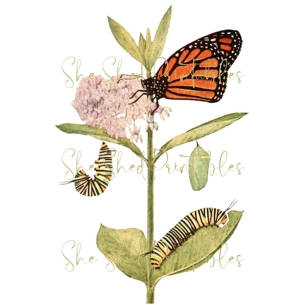 1800's Monarch Butterfly Flower Design Digital Download, Vintage, DIY Crafts, Clipart, JPG PNG, Wall Art, Butterfly Clipart, Caterpillar