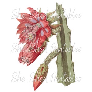Santa Marta, Pitajaya De Cerro, Botanical Digital Download, Image, Vintage, Printable, Clipart, DIY Crafts, Flowering Plant, 1800&#39;s, JPG PNG