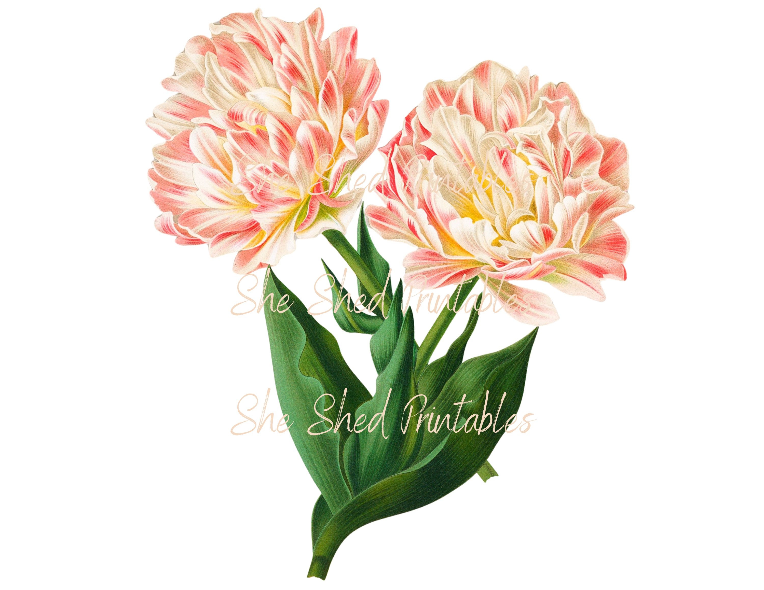 Tulip Digital Download, Image, Vintage, Printable, Clipart, DIY Crafts ...