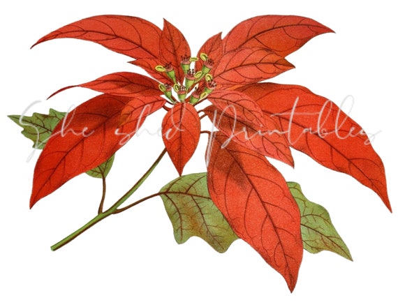 Vintage Weihnachten Poinsettia digitaler Download, Vintage, DIY Handwerk, Blumen-Design, Blume Clipart, rote Blume, JPG, PNG, Instant Download