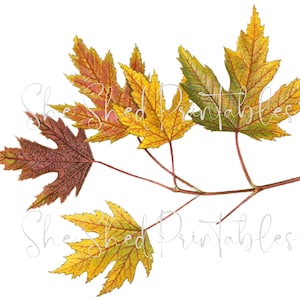 Herbst Ahorn Blätter Digital Download, Vintage, druckbar, Clipart, DIY Basteln, Pflanze, Botanisch, Blätter, Herbst, Herbst Deko