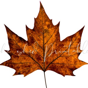 Herbst Herbst AhornBlatt Digital Download, DIY Basteln, JPG, PNG, Scrapbooking, Wandkunst, druckbare Clipart, HerbstBlatt Clipart, Kartenanhänger