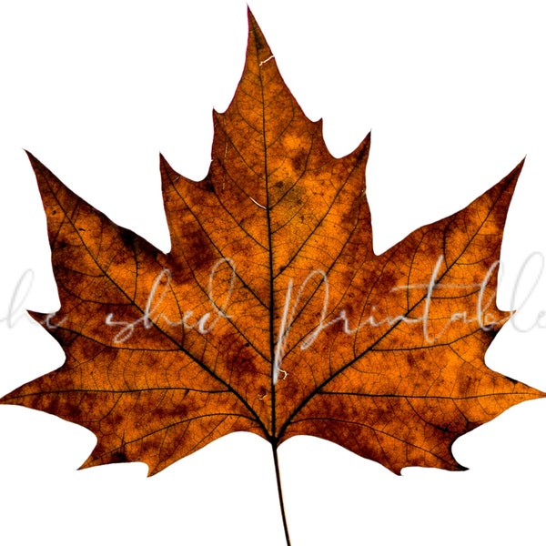 Autumn Fall Maple Leaf Digital Download, DIY Crafts, JPG, PNG, Scrapbooking, Wall Art, Printable Clipart, Fall Leaf Clipart, Card Tag Making