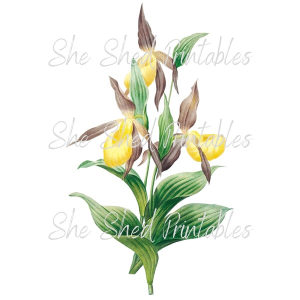 Yellow lady slipper, Orchid Digital Download, Digital Image, Vintage, Clipart, DIY Crafts, Plant, Yellow flowers, Instant Download