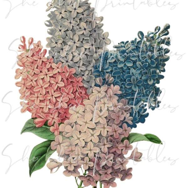 Lilac Bouquet , PNG, JPG, Digital Download, Illustration, Vintage, DIY Crafts, Flower Design, Flowering Plant, Botanical, Flower Cliapart
