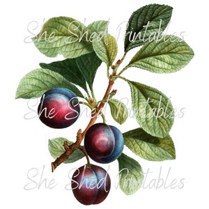 Purple Plum Digital Download, Printable, Vintage, Clipart, DIY Crafts, Fruit Design, Food, PNG, JPG, Illustration