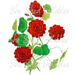 Imagen digital de la flor de capuchina, descarga instantánea, vintage, manualidades de bricolaje, diseño de flores, JPG, PNG, flor roja, clipart de flores, flor de jardín