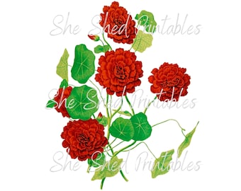 Nasturtium Flower Digital Image, Instant Download, Vintage, DIY Crafts, Flower Design, JPG, PNG, Red Flower, Flower Clipart, Garden Flower