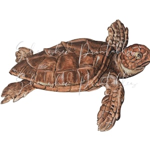 1500&#39;s Sea Turtle Illustration, Printable Digital Image, Clipart, PNG, JPG, Zoology, Sea Creature, Marine Life