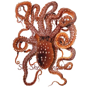 White Spotted Octopus Illustration, Digital Image, Instant Download, Clipart, PNG, JPG, Zoology, Sea Creature, Marine Life,  Ocean, Sea