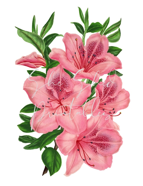 Vintage Lily Blossom Flowers Digital Download, Image, Vintage, Printable,  Clipart, DIY Crafts, Flowering Plant, PNG, JPG Wall Art