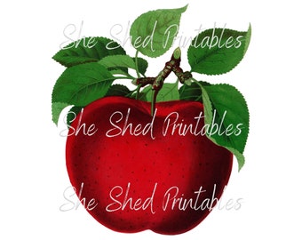 May include: A red apple with green leaves. The apple is a vintage illustration.