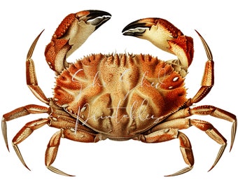 Dungeness crab illustration Digital Download, 18th Century, Vintage, DIY Crafts, PNG JPG Image, High Quality, SeaFood, Marine Life, Ocean