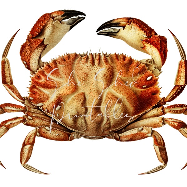 Dungeness crab illustration Digital Download, 18th Century, Vintage, DIY Crafts, PNG JPG Image, High Quality, SeaFood, Marine Life, Ocean