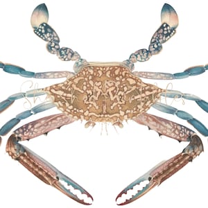 Blue Crab Illustration Digital Download, 18th Century, Vintage, DIY Crafts, PNG JPG Image, Sea Life SeaFood, Marine Life, Ocean