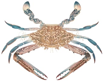 Blue Crab Illustration Digital Download, 18 ° secolo, Vintage, artigianato fai-da-te, immagine PNG JPG, Sea Life SeaFood, vita marina, oceano