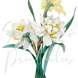 White and Yellow Daffodils Digital Download, Image, Vintage, Printable, Clipart, DIY Crafts, Flowering Plant, 1700&#39;s, PNG, JPG, Wall Art
