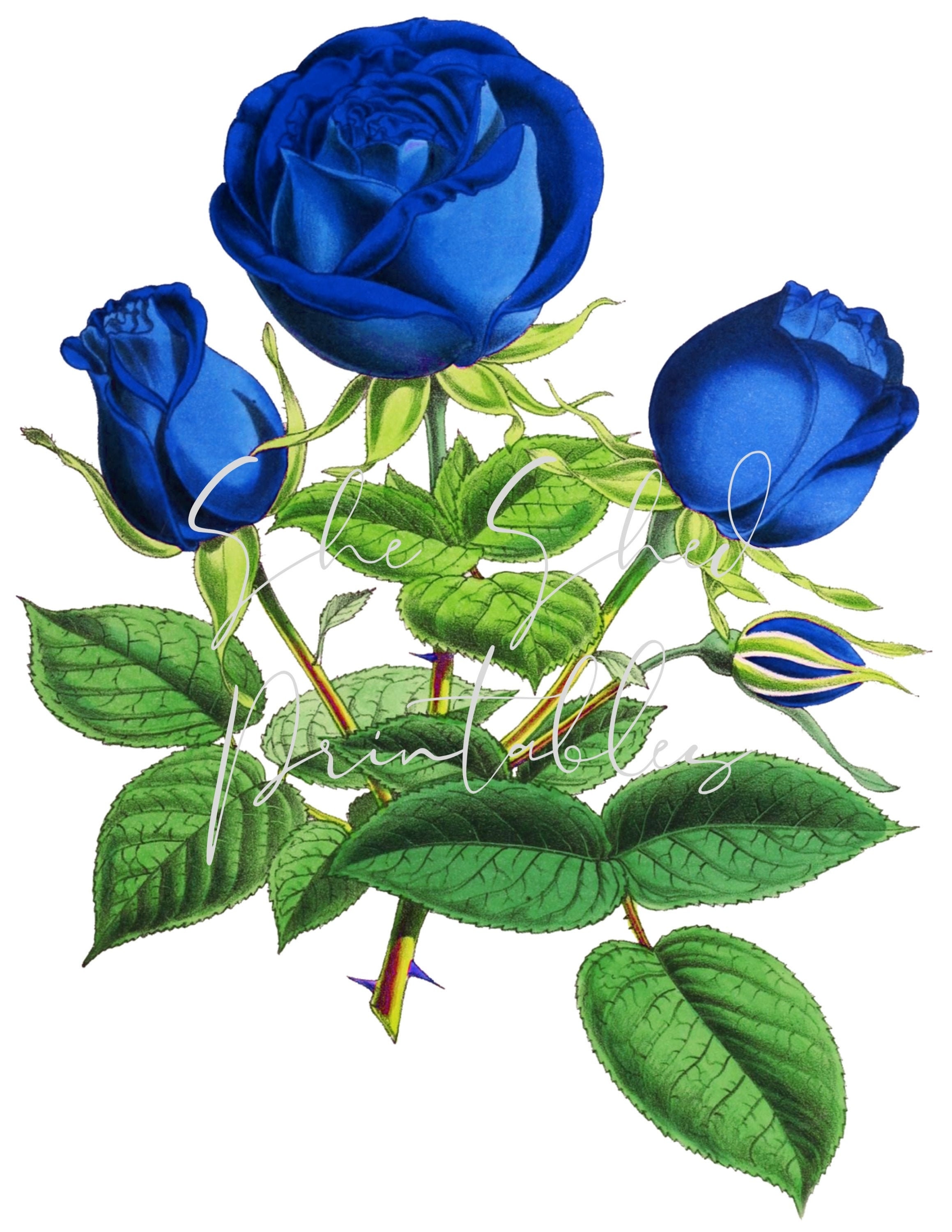 blue roses drawings